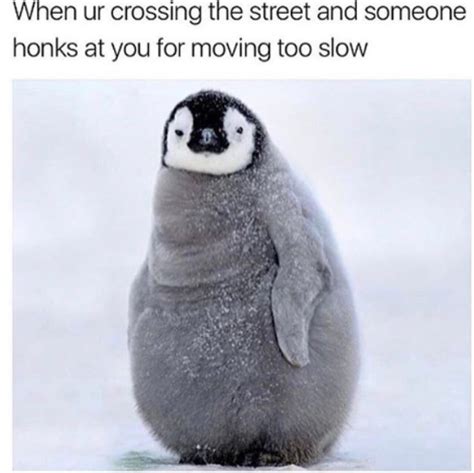 Dare You Not To Laugh At These 23 Animal Memes Cute Animals Penguins