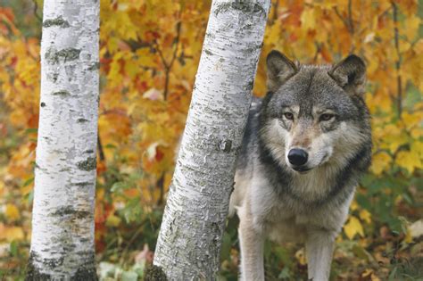 Wolf In Forest Autumn Minnesota Wall Mural And Wolf In Forest Autumn