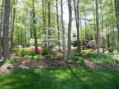 The Forest Garden Wooded Backyard Landscape Backyard Landscaping