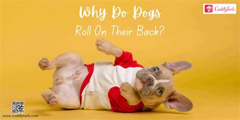 Why Do Dogs Roll On Their Back
