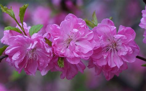 壁紙 ピンクのさくら、花、小枝、春、曇り 1920x1440 Hd 無料のデスクトップの背景 画像