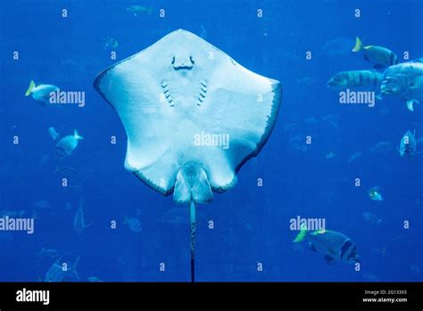 A Stingray Appears To Be Smiling At Visitors From The Aquarium At The