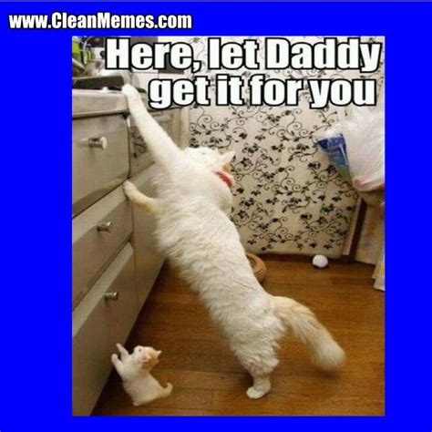Thirty funny cat memes with pictures that feature hilarious captions and dialogue supplied by humans. #CleanMemes #CleanFunnyImages www.CleanMemes.com | Cat memes clean, Cat memes, Clean memes