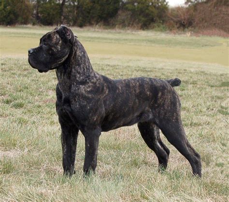 Cane Corso Wallpapers Wallpaper Cave