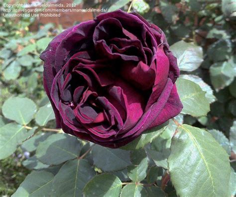 Full Size Picture Of Hybrid Tea Rose Big Purple Rosa Hybrid Tea