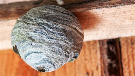 How To Remove Wasps Nests Seasonal Wasp Prevention