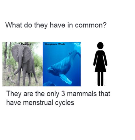 What Do They Have In Common Lephant Humpback Whale They Are The Only 3