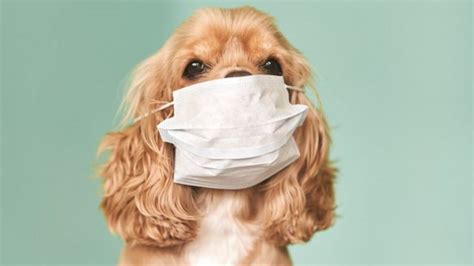 Šetnja Pasa U Doba Korona Virusa „to Nije Hir Već Fiziološka Potreba
