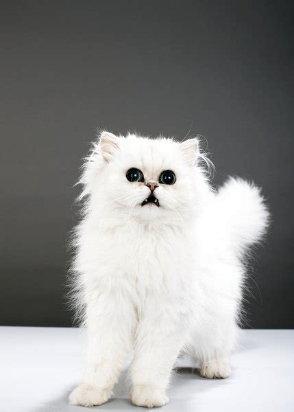 Check spelling or type a new query. How Often Do Cats Go Blind or Deaf with Blue Eyes? - Pets