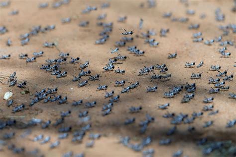 Locust Swarms In Africa 2020 Explained