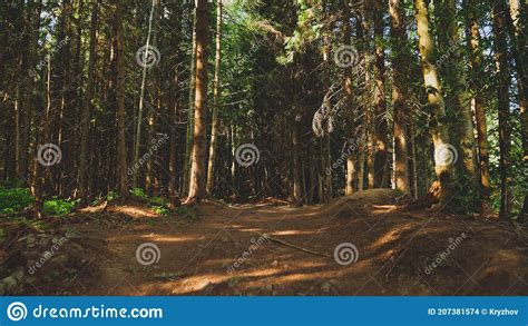 Toned Landscape Of Old Pine Tree Forest And Naroow Path In The