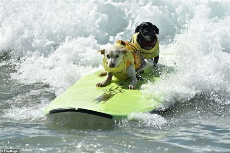 Dogs Ride The Waves In The Annual Surf City Surf Dog Competition Dog