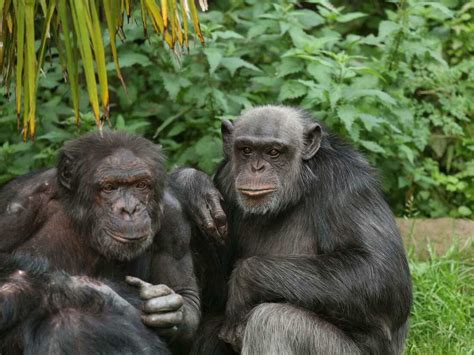 Chimps And Bonobos Recognize Friends Relatives They Havent Seen In