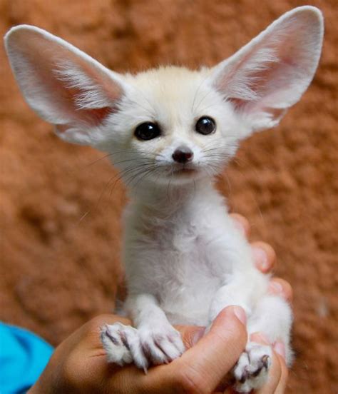 The Fennec Foxs Comically Large Ears Dont Just Help It Hear Prey From