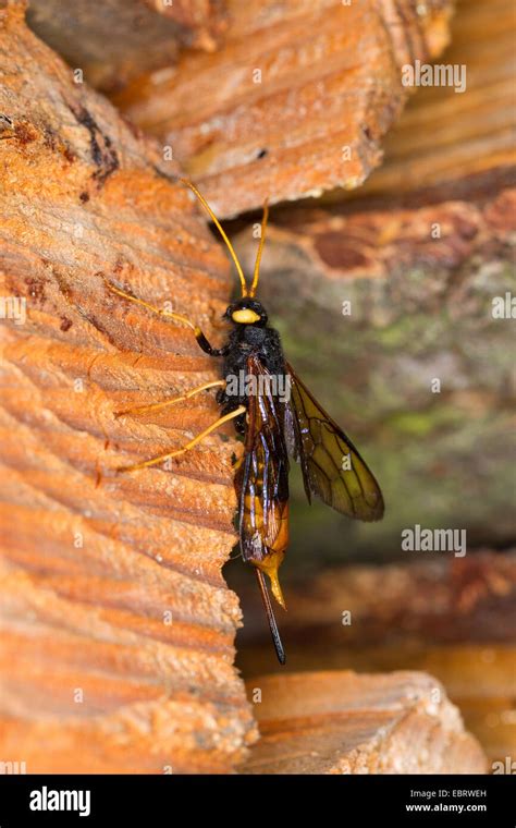 Giant Wood Wasp Giant Horntail Greater Horntail Urocerus Gigas