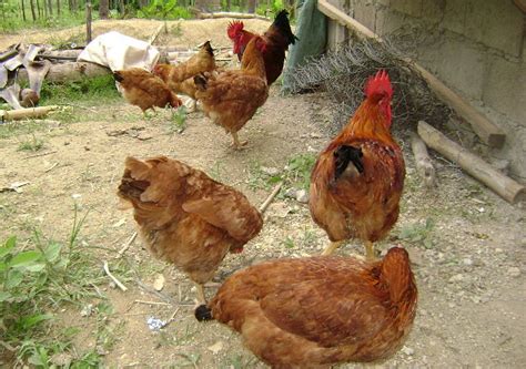 Sasso Chicken A Good Breed To Have Jaguza Farm Support