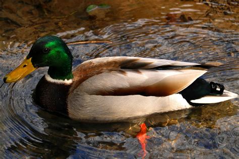 Free Images Nature Forest Photography River Wildlife Wild Swim