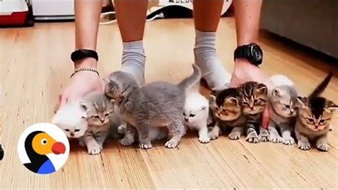 Kitten Wrangling At Its Most Adorable Life With Cats