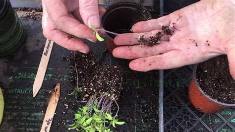 How To Transplant Tomato Seedlings Into Pots Youtube