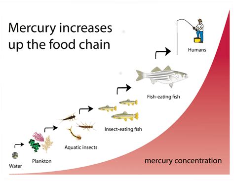 Mercury Contamination Through Food Chain Inhabitat Green Design
