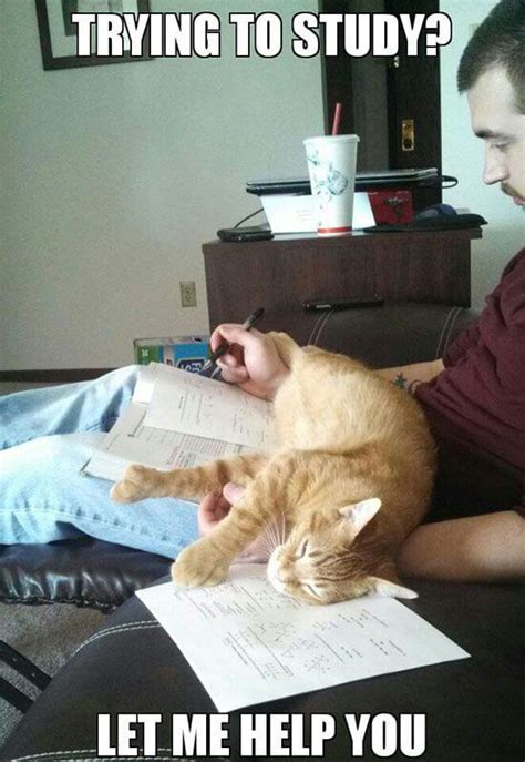 30 Of The Funniest Things Cats Do That Can Literally Drive