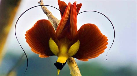 Beautiful Wildlife Video Bird Of Paradise And Animals Youtube