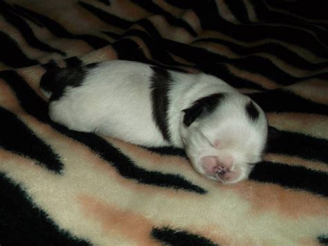 Newborn Black And White Shih Tzu Puppy Shih Tzu Puppy Shih Tzus