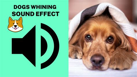 Dogs Whining Sound Effect Youtube