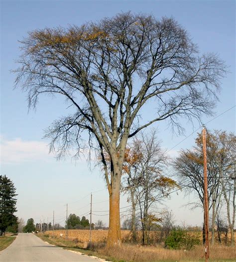 Types Of Elm Trees In Wisconsin Alia Lockhart