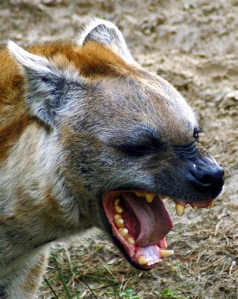 Angry Nerds Ii Hyenas Docile Or Vicious Hyena Angry Animals