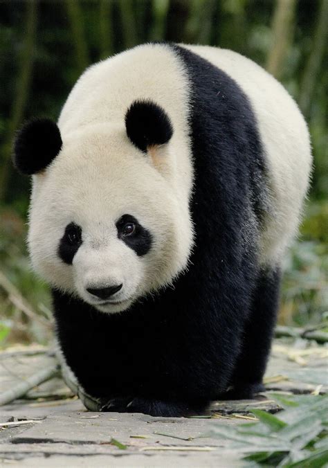 Giant Panda Bear Ailuropoda Melanoleuca China Panda Bear Cute