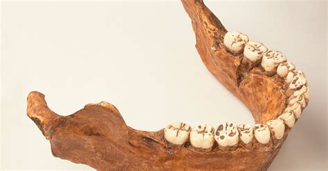 Even Cavemen Brushed Their Teeth Science Of Us