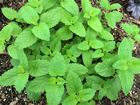 The Benefits Of Lemon Balm Seeds A Natural Remedy For Various Ailments