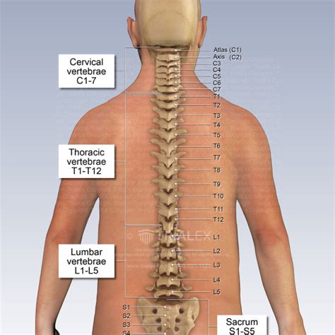 The Vertebral Column Chart 20x26 Human Spine Thoracic
