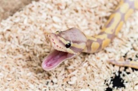 Ball Python Food Guide How To Feed A Python Pets And Animals