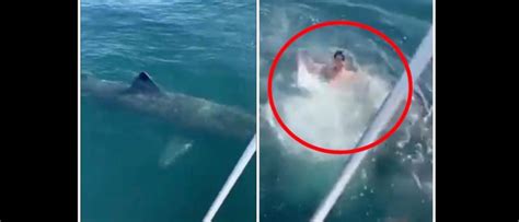 Watch Guy Jumps In The Ocean Right Next To A Gigantic Shark In Viral