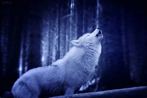 Howling Wolf Beautiful Wolves Majestic Animals Wolf