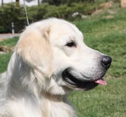 We began breeding english cream golden retrievers based on our love for this breed and their reliable temperament and health. Golden Retriever Puppies/English-American for Sale in ...