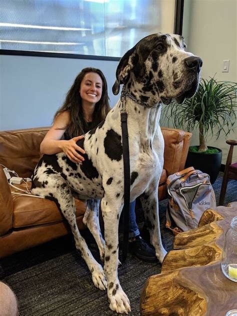 Users are online (in the past 15 minutes) who. Giant Dogs (33 pics)