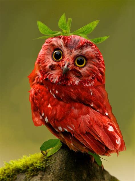 Strawberry Owl On Scad Portfolios Beautiful Birds Colorful Birds