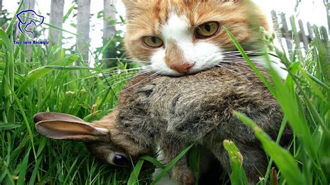 This is the reason why the New Zealand Cats Restraining Order in New