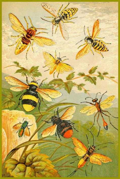 Antique Images Insects — For Personal Use Only Bee Art Vintage Bee