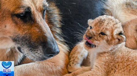 育児放棄された2頭の子ライオンを救ったのは1匹の犬でした。愛情を注ぐ姿に心温まる【感動】 Youtubeどうぶつ動画まとめch