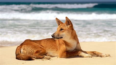 Dingo On Beach At Fraser Island Australia Animales Paisajes Bonitos