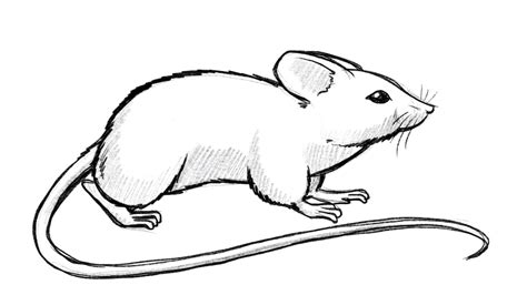 Learn To Draw A Mouse Exercise With Simple Shapes Video