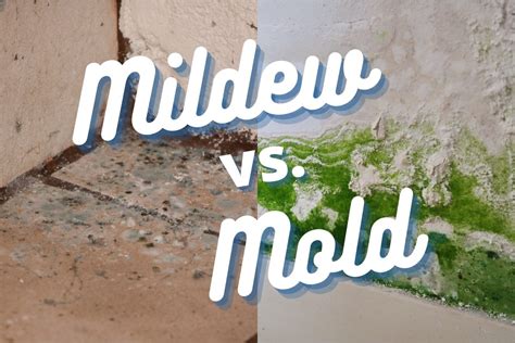 Mildew Vs Mold 6 Key Differences And What To Do About It