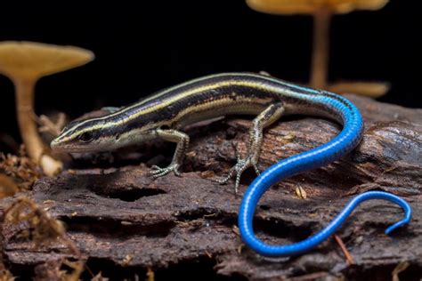 What Do Blue Tailed Skinks Eat In The Wild And As Pets Usa Fashion House