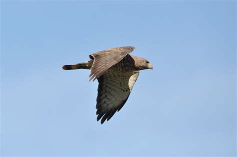 Broad Winged Hawk Audubon Field Guide