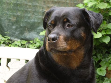 Per molti è un compagno fedele di vita, con cui trascorrere ogni momento del proprio tempo libero il mio giornale: 11 Maggio giornata nazionale del Cane