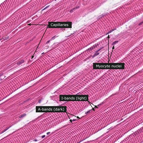 Dictionary Normal Skeletal Muscle Human Anatomy And Physiology